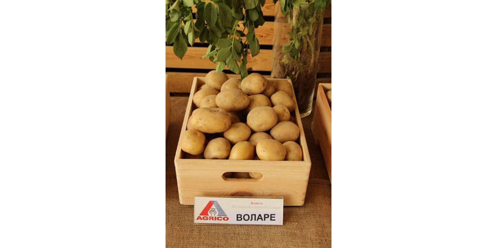 Картофель Воларе 100 грн /2,5кг Картофель Воларе 100 грн /2,5кг