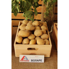  картофель воларе 100 грн /2,5кг дача, сад, огород 50080 1