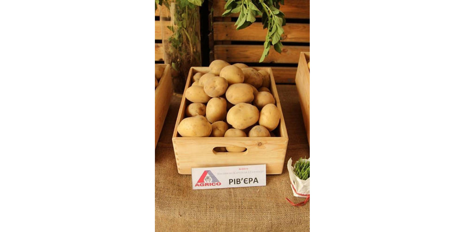 Картофель Ривьера 100грн /2,5кг Картофель Ривьера 100грн /2,5кг