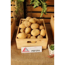 Картофель Ривьера 100грн /2,5кг картофель ривьера 100грн /2,5кг дача, сад, огород 50076 1