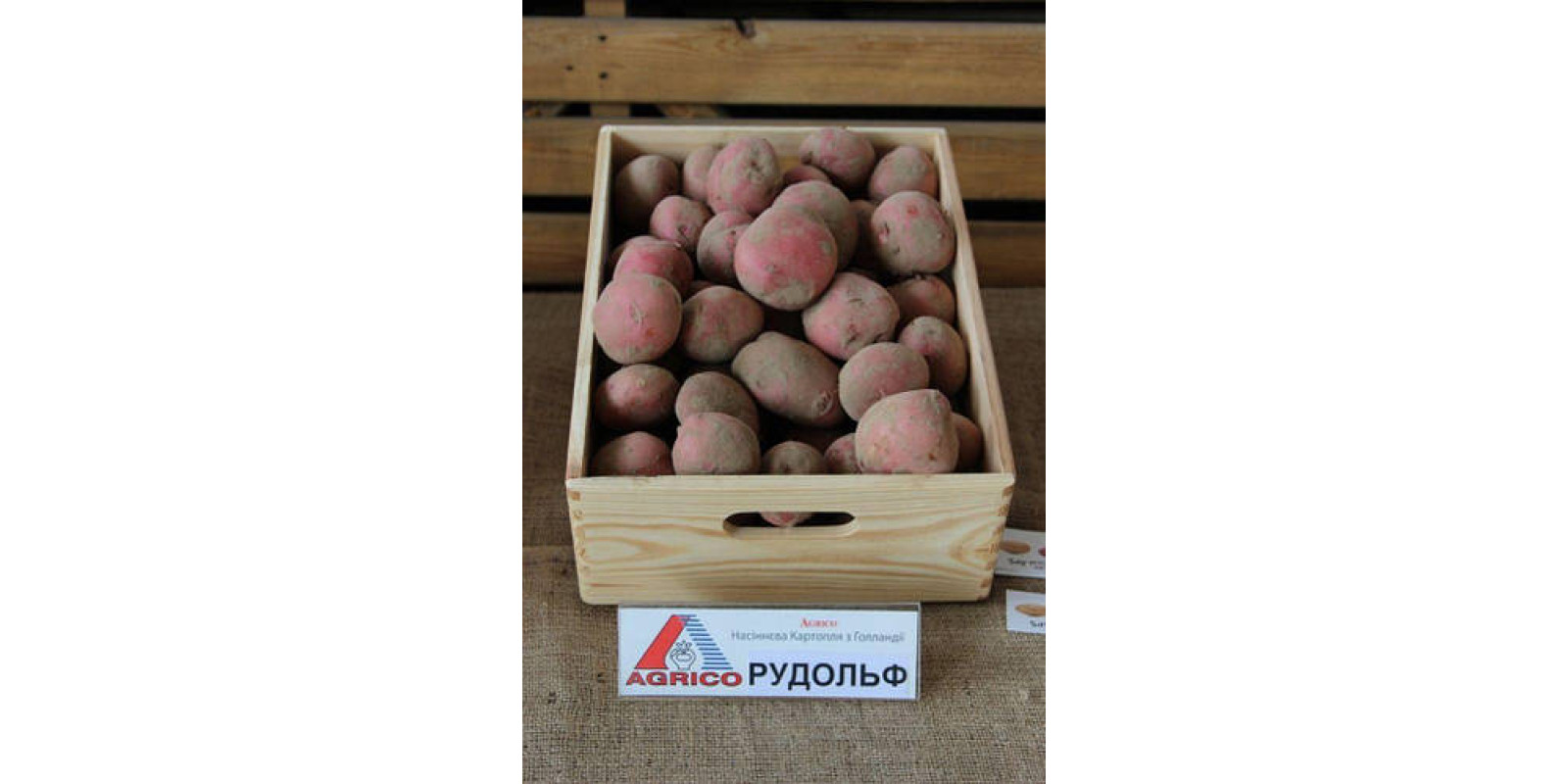 Картофель Рудольф 100грн /2,5кг Картофель Рудольф 100грн /2,5кг