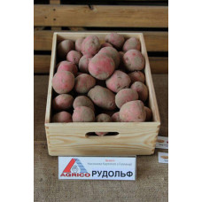 Картофель Рудольф 100грн /2,5кг картофель рудольф 100грн /2,5кг дача, сад, огород 50075 1