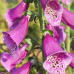  дигиталис (наперстянка) purpurea virtuoso rose дача, сад, огород 50127 3