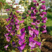  дигиталис (наперстянка) purpurea virtuoso rose дача, сад, огород 50127 2