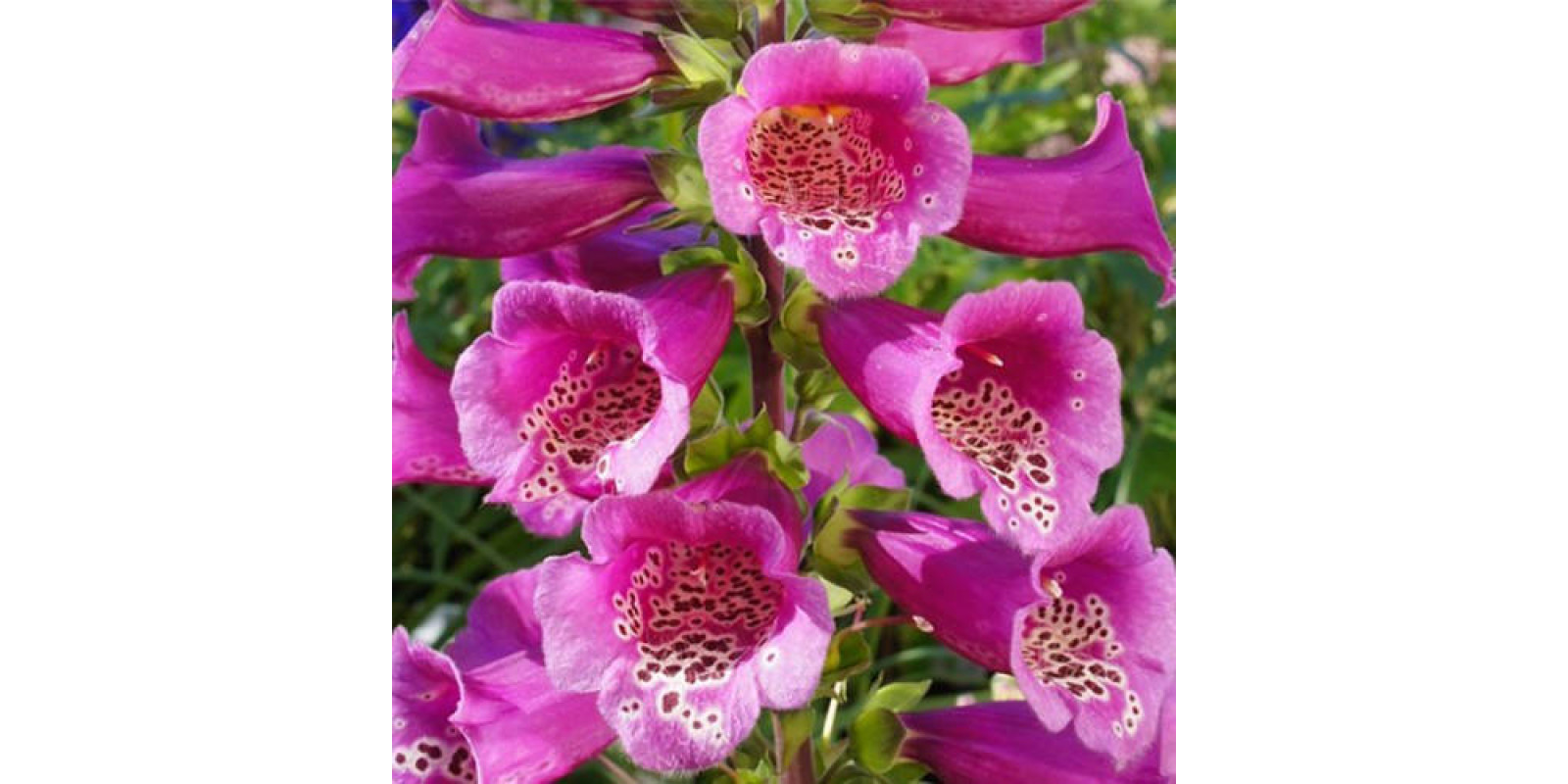 Дигиталис (Наперстянка) purpurea Virtuoso Rose