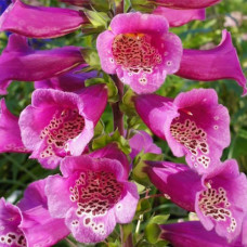  дигиталис (наперстянка) purpurea virtuoso rose дача, сад, огород 50127 1