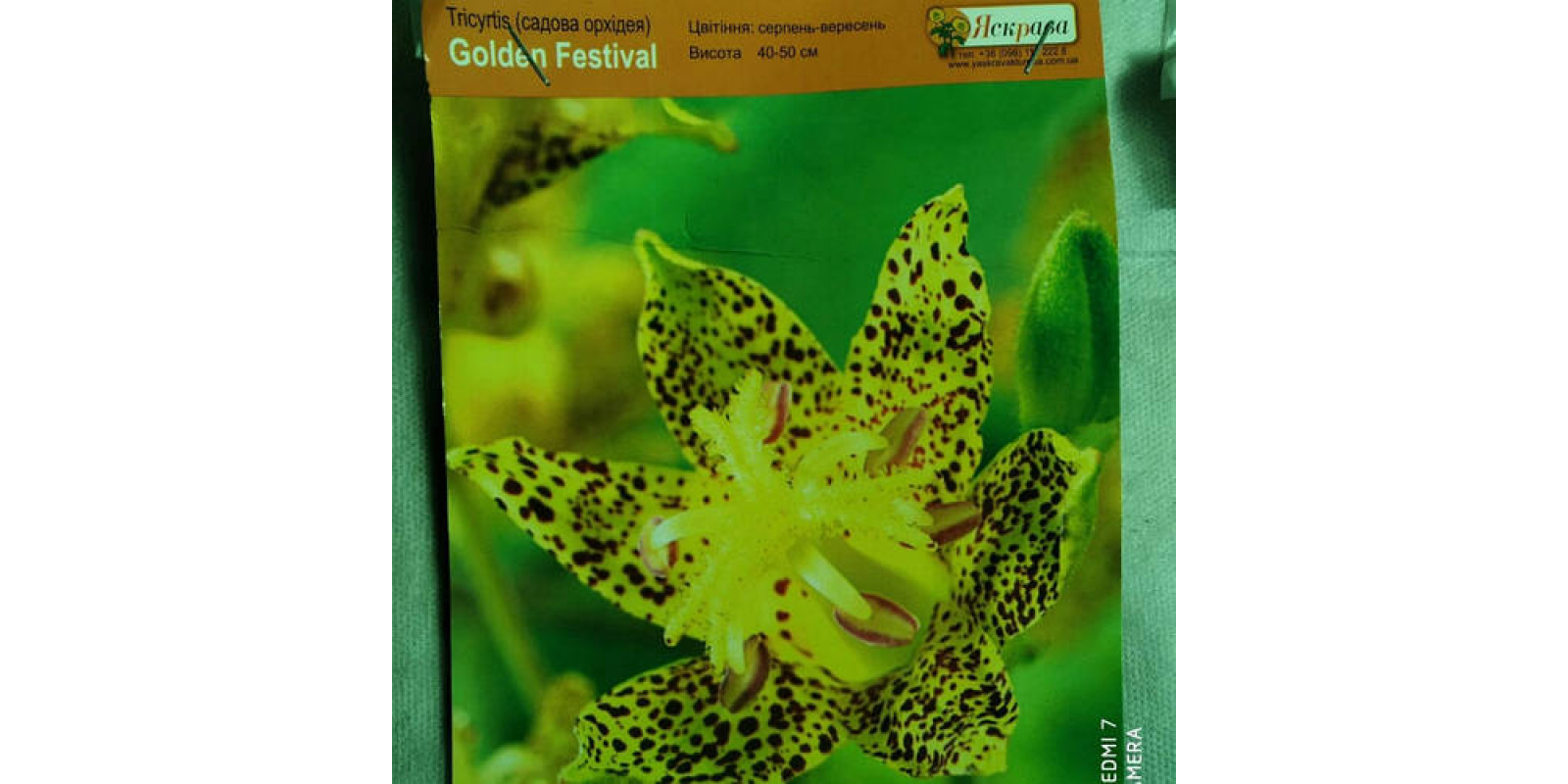Трициртис (садова орхідея) Golden Festival Трициртис (садова орхідея) Golden Festival