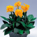  канна tropical yellow (низкорослая) дача, сад, огород 50134 2