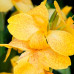  канна tropical yellow (низкорослая) дача, сад, огород 50134 3