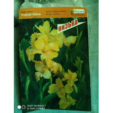  канна tropical yellow (низкорослая) дача, сад, огород 50134 1
