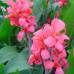 Канна Crimson Beauty (низкорослая) канна crimson beauty (низкорослая) дача, сад, огород 50136 3