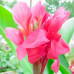 Канна Crimson Beauty (низкорослая) канна crimson beauty (низкорослая) дача, сад, огород 50136 2