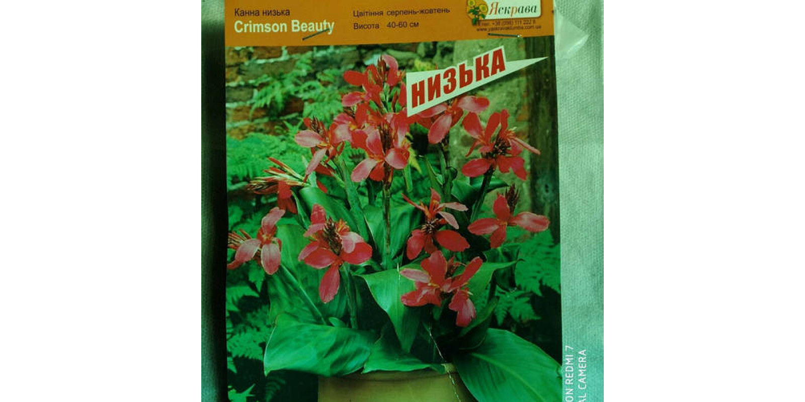 Канна Crimson Beauty (низкорослая) Канна Crimson Beauty (низкорослая)