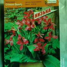 Канна Crimson Beauty (низкорослая) канна crimson beauty (низкорослая) дача, сад, огород 50136 1