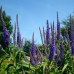  вероника blauriesin дача, сад, огород 50139 3