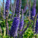 вероника blauriesin дача, сад, огород 50139 2