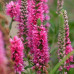 Вероника Royal Pink вероника royal pink дача, сад, огород 50142 2