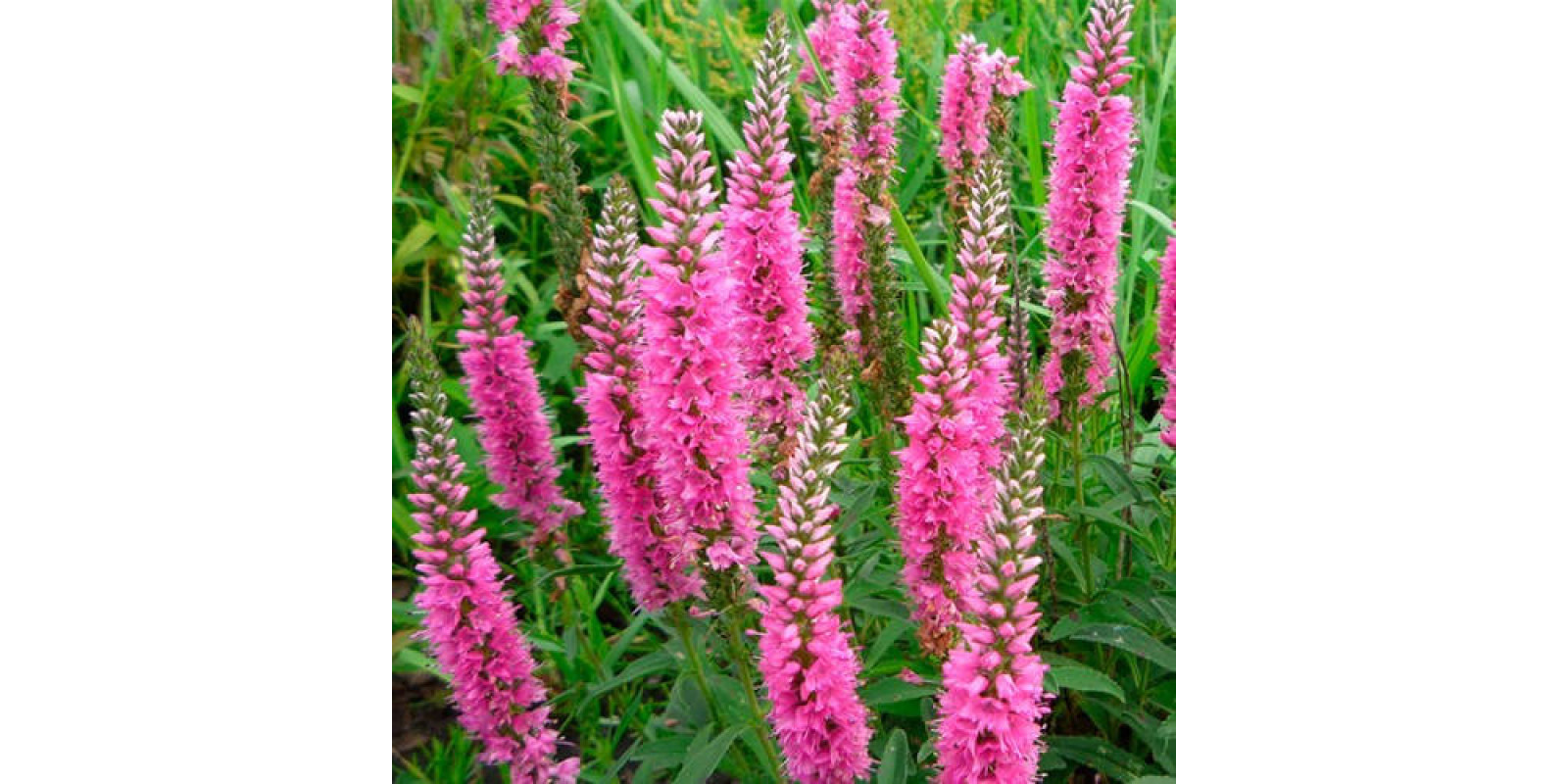 Вероніка Royal Pink
