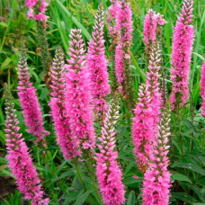 Вероника Royal Pink вероника royal pink дача, сад, огород 50142 1