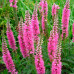 Вероника Royal Pink вероника royal pink дача, сад, огород 50142 3