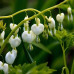  дицентра white дача, сад, огород 50146 3