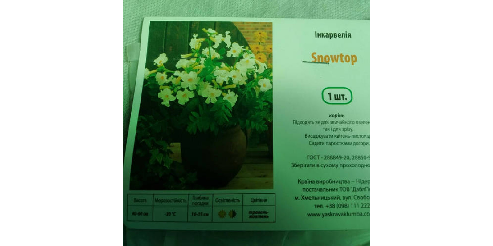 Инкарвиллея Snowtop Инкарвиллея Snowtop