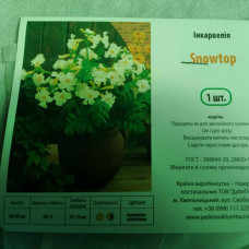 инкарвиллея snowtop дача, сад, огород 50137 1