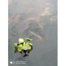 Водний гіацинт Ейхорнія