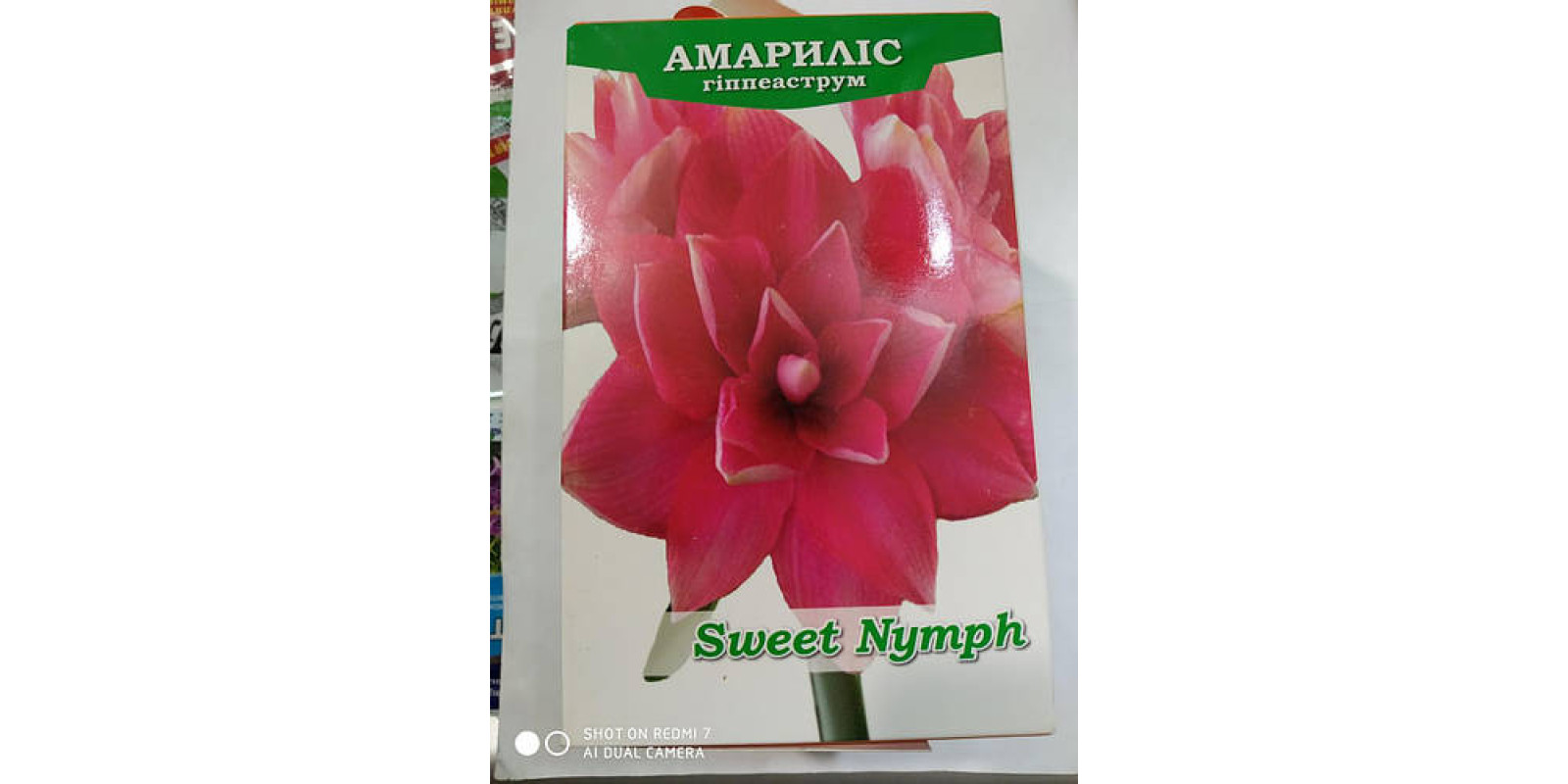 Гиппеаструм махровый Amaryllis Sweet Nymph 1 луковица Гиппеаструм махровый Amaryllis Sweet Nymph 1 луковица