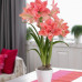 Гиппеаструм махровый Amaryllis Sweet Nymph 1 луковица гиппеаструм махровый amaryllis sweet nymph 1 луковица дача, сад, огород 50213 3