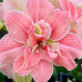 Гиппеаструм махровый Amaryllis Sweet Nymph 1 луковица гиппеаструм махровый amaryllis sweet nymph 1 луковица дача, сад, огород 50213 2