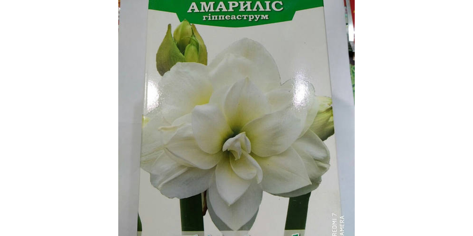 Гіппеаструм махровий White Amadeus