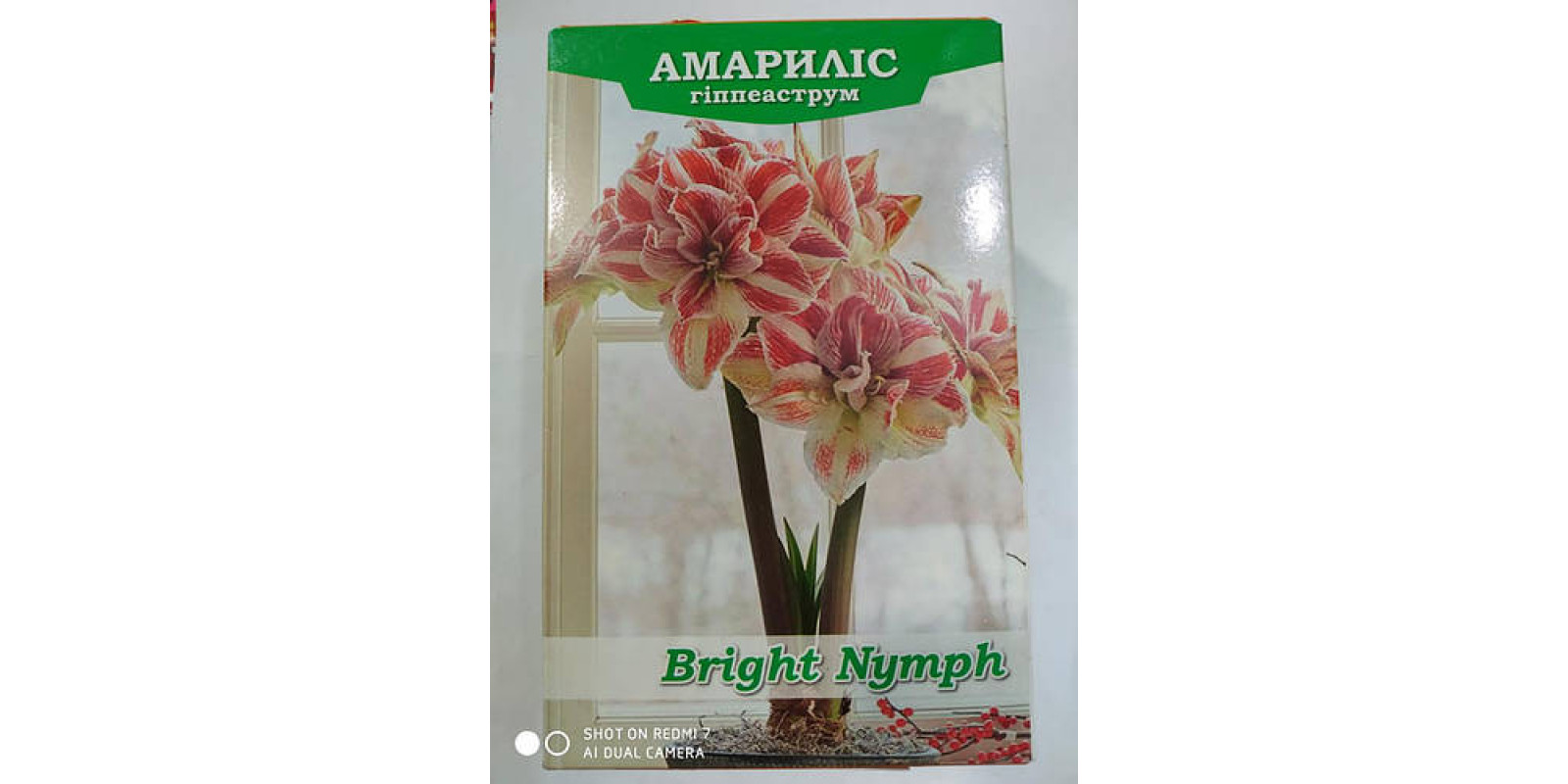 Гиппеаструм махровый Bright Nymph