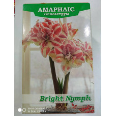  гиппеаструм махровый bright nymph дача, сад, огород 50217 1