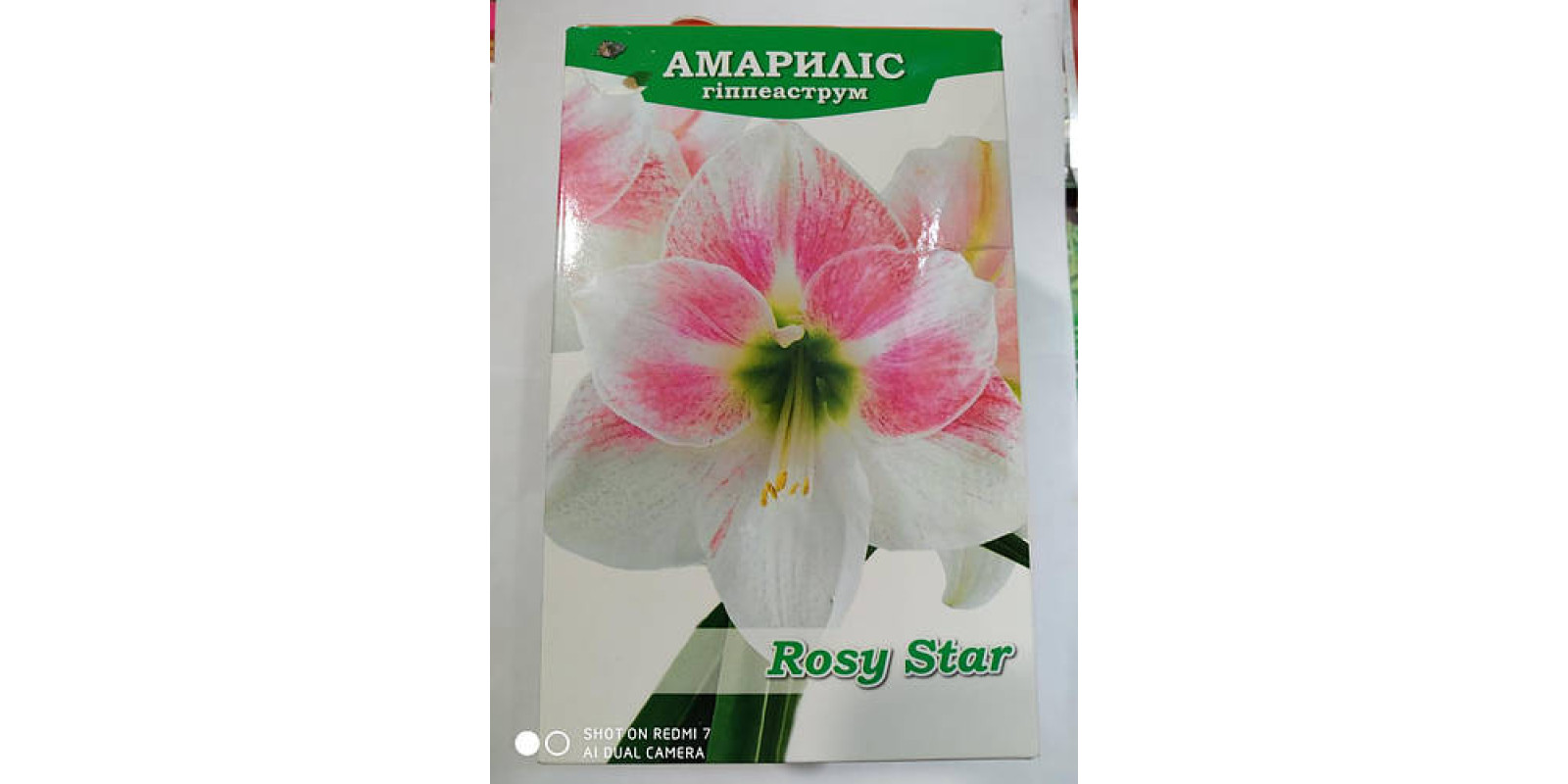 Гиппеаструм простой Rosy Star