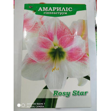  гиппеаструм простой rosy star дача, сад, огород 50221 1