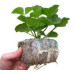  кокосовый брикет jiffy growblock (50мм*50мм) дача, сад, огород 50093 3